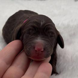 Georgia - Brown and white female Bernedoodle puppy in Claremont, North Carolina from Magnolia Grove Farms