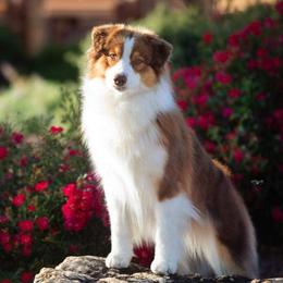 Tango - Australian Shepherd