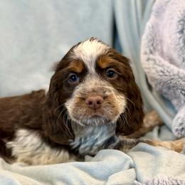 Blue  boy - Liver white and roan male English Springer Spaniel puppy in Cleburne, Texas from Powers English Springer Spaniels