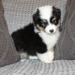 Miniature American Shepherds and Miniature Australian Shepherds from Brandy Williamson's Miniature Australian Shepherds