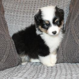 Miniature American Shepherds and Miniature Australian Shepherds from Brandy Williamson's Miniature Australian Shepherds