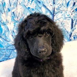 Poodle Puppies from Tri Star Standard Poodles