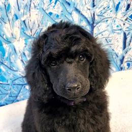 Poodle Puppies from Tri Star Standard Poodles