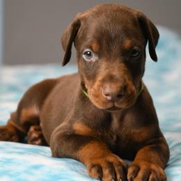 Stash-Buster - Red and rust male Doberman Pinscher puppy in Overton, Texas from Obsidian Kennel