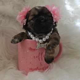 Shih Tzu Puppies from Shih Tzus of Gilbert