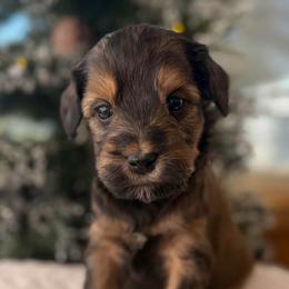 Brownie - Tri-color male Australian Labradoodle puppy in Londonderry, New Hampshire from Granite State Labradoodles