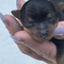 Yorkshire Terrier Puppies from Celestial Family Terriers (Yooper Yorkies)
