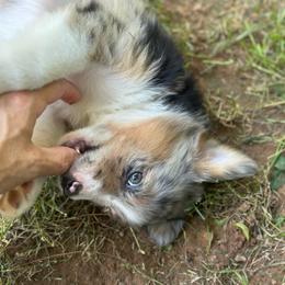 Charlie - Blue merle male Toy Australian Shepherd puppy in Garvin, Oklahoma from Hochatown Awesome Aussies