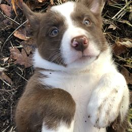 Border Collie Puppies from Poteet Pups