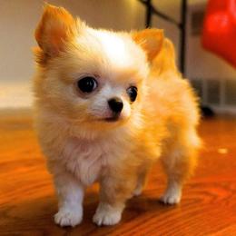 Eye Candy - Chihuahua