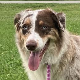 Nala - Australian Shepherd