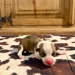 Girl 3 - Red female Pembroke Welsh Corgi puppy in Johnson City, Texas from McCall Creek Corgis