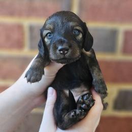 Ida - Cream female Dachshund puppy in Loganville, Georgia from Royal Dackel Haus