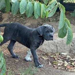 Boots - Gray brindle female Cane Corso puppy in Utah from 3Lake Kennelz