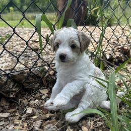 Goldendoodle All Grown Up from Creekside Cottage Doodles