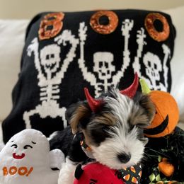 Biewer Terrier Puppies from Blue Water Biewers LLC