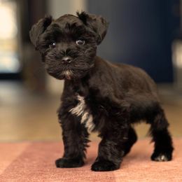 Milo - Black Miniature Schnauzer puppy in New Orleans, Louisiana from R3 Schnauzers