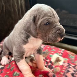 Blue White Tanpoint Mantle Pie Carrier - Blue and white female Great Dane puppy in Greenville, South Carolina from Allen’s Ridge Ranch