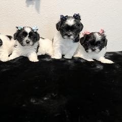 Mal-Shi Puppies from NC Stellar Puppies
