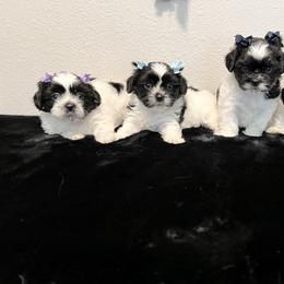 Mal-Shi Puppies from NC Stellar Puppies