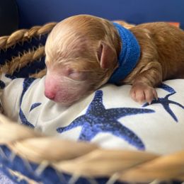 Carter - Red  male Poodle puppy in Hephzibah ( Richmond County ), Georgia from Healing Pawz LLC