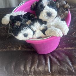 Miniature Schnauzer Puppies from Stoneberg Farms Schnauzers