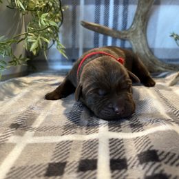 Labrador Retriever Puppies from Bagby Family Labradors