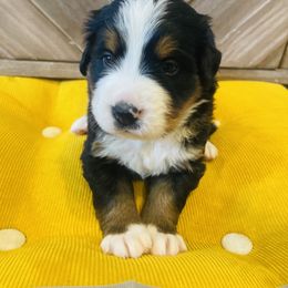 Boy 5 - Black rust and white Bernese Mountain Dog puppy in Bozeman, Montana from My Next Best Friend