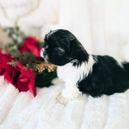 Rayne. (1900) - Black white and silver female Shih Tzu puppy in Fallon, Nevada from Grandma Ts Precious Puppies