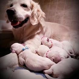 Golden Retriever Puppies from Hearts of Gold Retrievers LLC