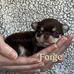 Forge - Chocolate and tan male Chihuahua puppy in Augusta, Georgia from Sophia Jade's Chi Brigade