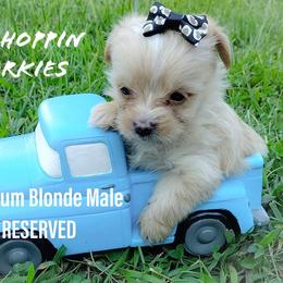 Yorkshire Terrier Puppies from Hip Hoppin Yorkies