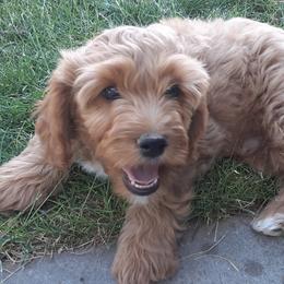 Bernedoodle, Cavapoo, and Poodle Puppies from Liberty Farms Puppies