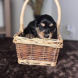 Dachshund Puppies from Diddle Bros Dachshunds