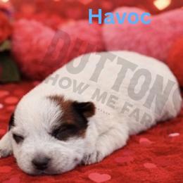 Havoc - Red speckled male Australian Cattle Dog puppy in Oronogo, Missouri from Dutton's Show Me Farms