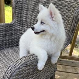 Lotus - White female Pomsky puppy in Winchendon, Massachusetts from Mountain View Pomskies
