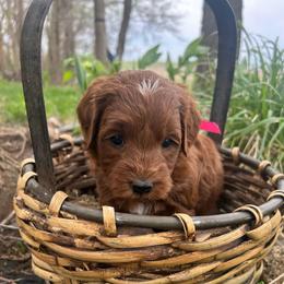 Pink boy - Red  male Goldendoodle puppy in Denison, Iowa from Violet View Iowa Goldendoodles