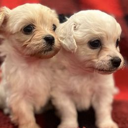 Shihpoos from ToyDogue