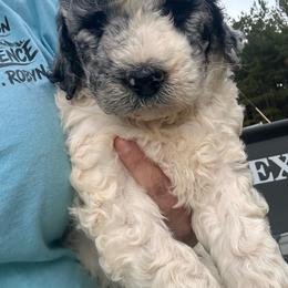 Coral - Merle female Goldendoodle puppy in Greensboro, Georgia from B’s Doodles