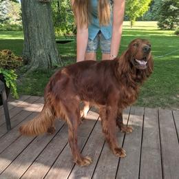 Irish Setter All Grown Up from Ol' Red Ranch