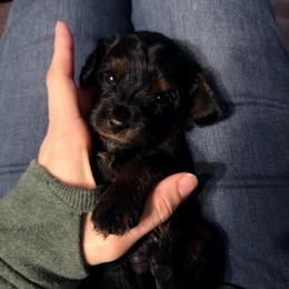 Nomad - Black and tan male Cavapoo puppy in Battle Lake, Minnesota from Panda Puppies