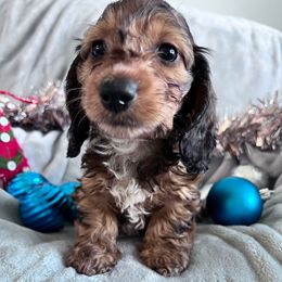 Comet - Red male Dachshund puppy in Ocala, Florida from Weenie Boops