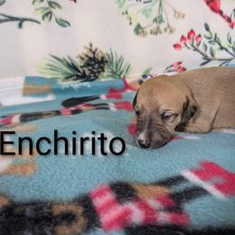 Enchirito - Red male Whippet puppy in Sweet Home, Oregon from Imperialis Kennels