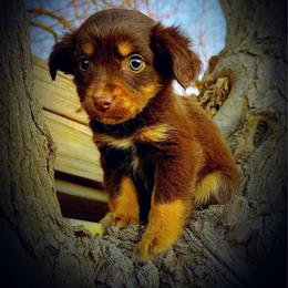 Ariel - Red tri female Miniature Australian Shepherd puppy in Idalou, Texas from Lonesome Pine Mini Aussies
