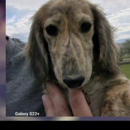 Toby - Dachshund