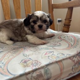 Raider - Tricolor male Shih Tzu puppy in California from Jessica Diangson's Shih Tzus