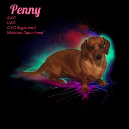 Penny - Dachshund