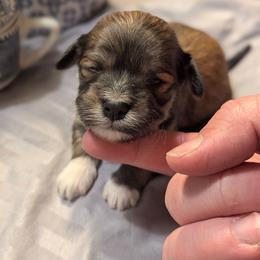 Dock - Chocolate sable male Havanese puppy in Zanesville, Ohio from Charlotte Landry