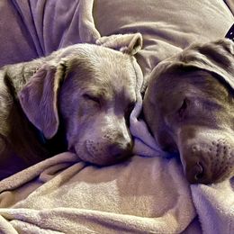 Dilute Retrievers and Labrador Retrievers from Sterling Hollow Labradors LLC