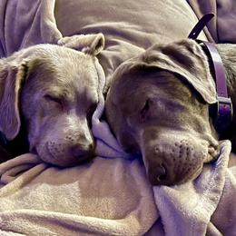 Dilute Retrievers and Labrador Retrievers from Sterling Hollow Labradors LLC
